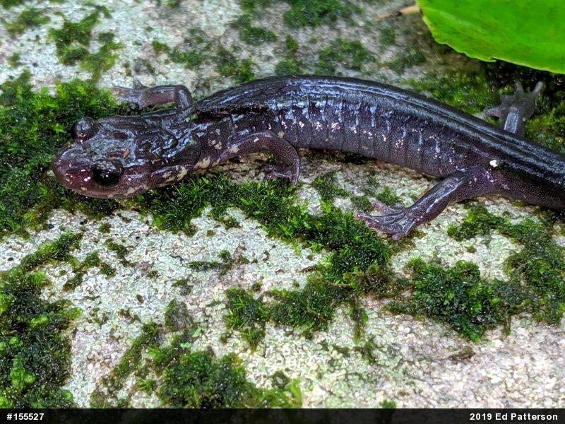 Wehrle's Salamander