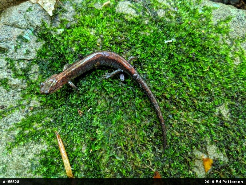 Eastern Red-backed  Salamander