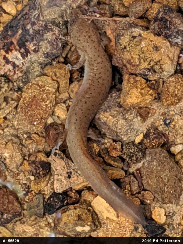 Northern Red Salamander