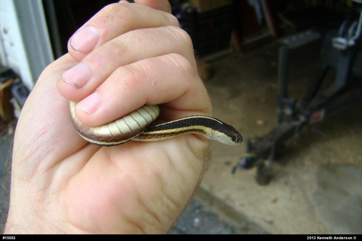 Northern Ribbonsnake