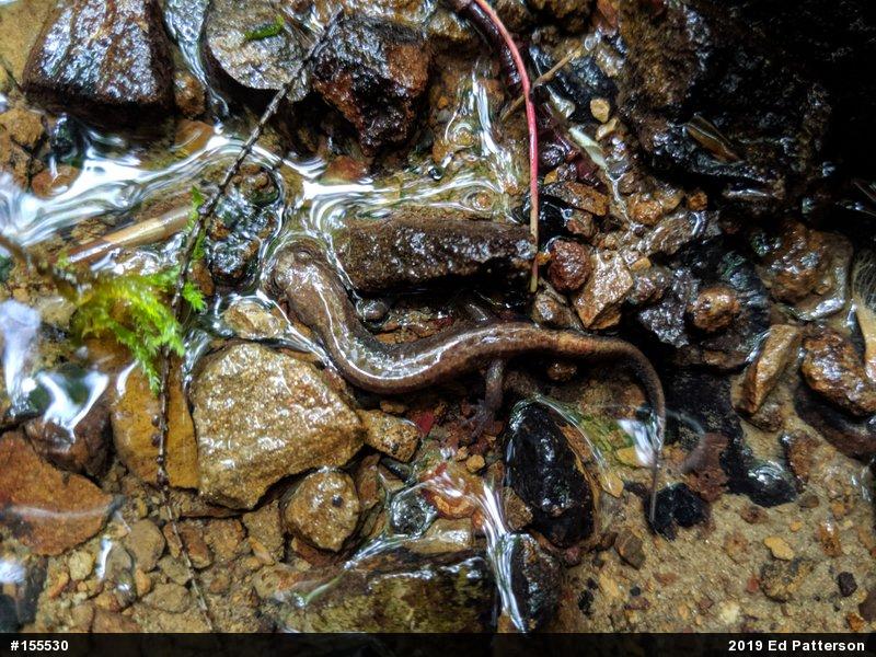 Allegheny Mountain Dusky Salamander