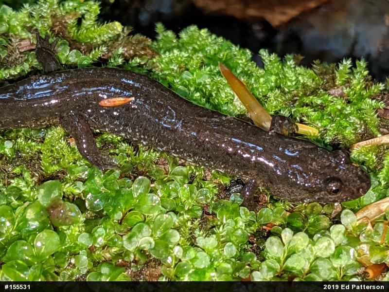 Northern Dusky Salamander