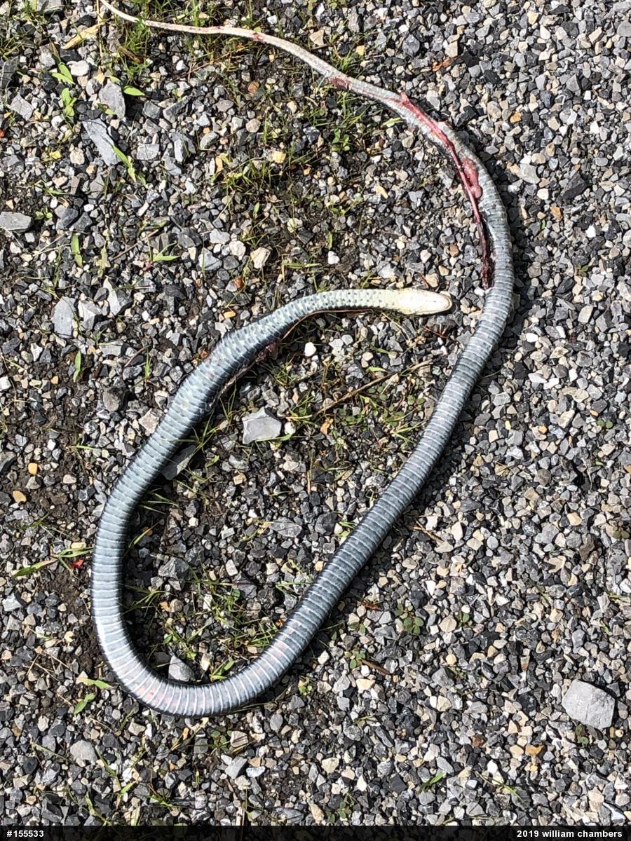 Northern Black Racer