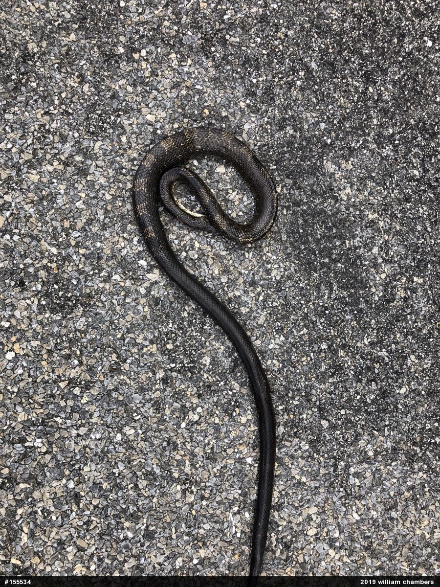 Eastern Ratsnake