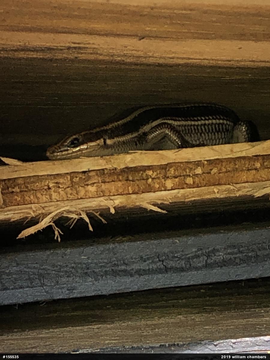 Common Five-lined Skink