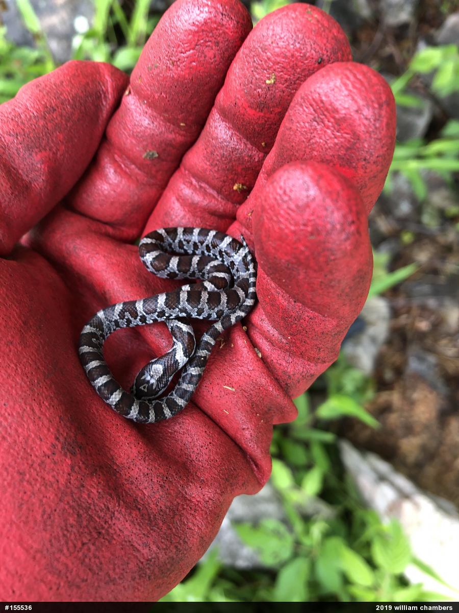 Eastern Milksnake