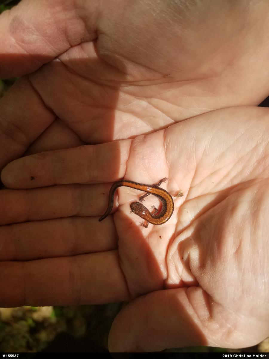 Eastern Red-backed  Salamander
