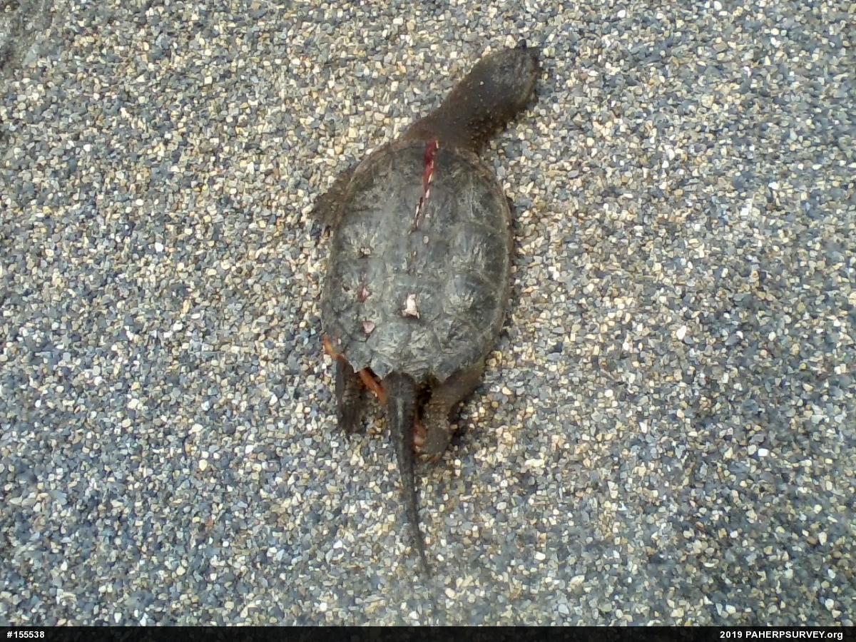 Snapping Turtle