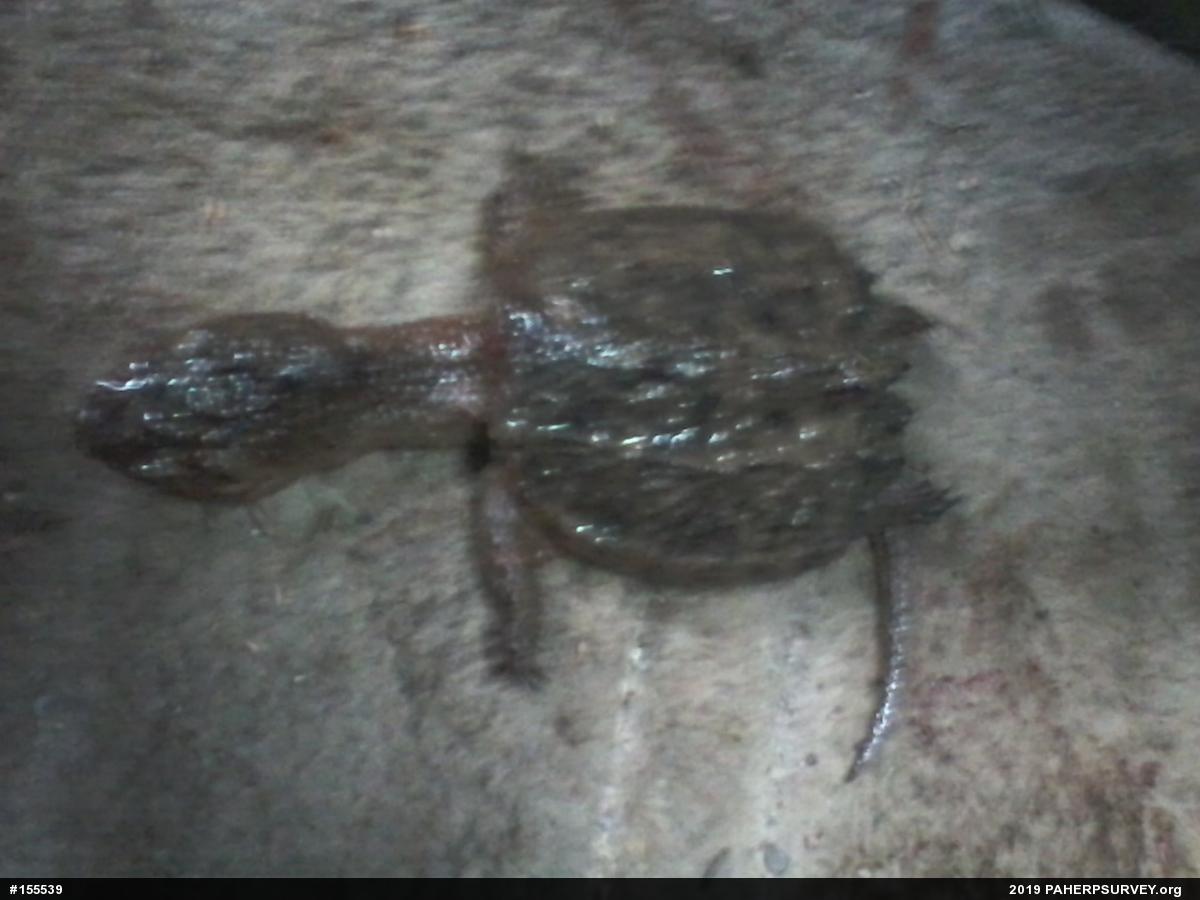 Snapping Turtle