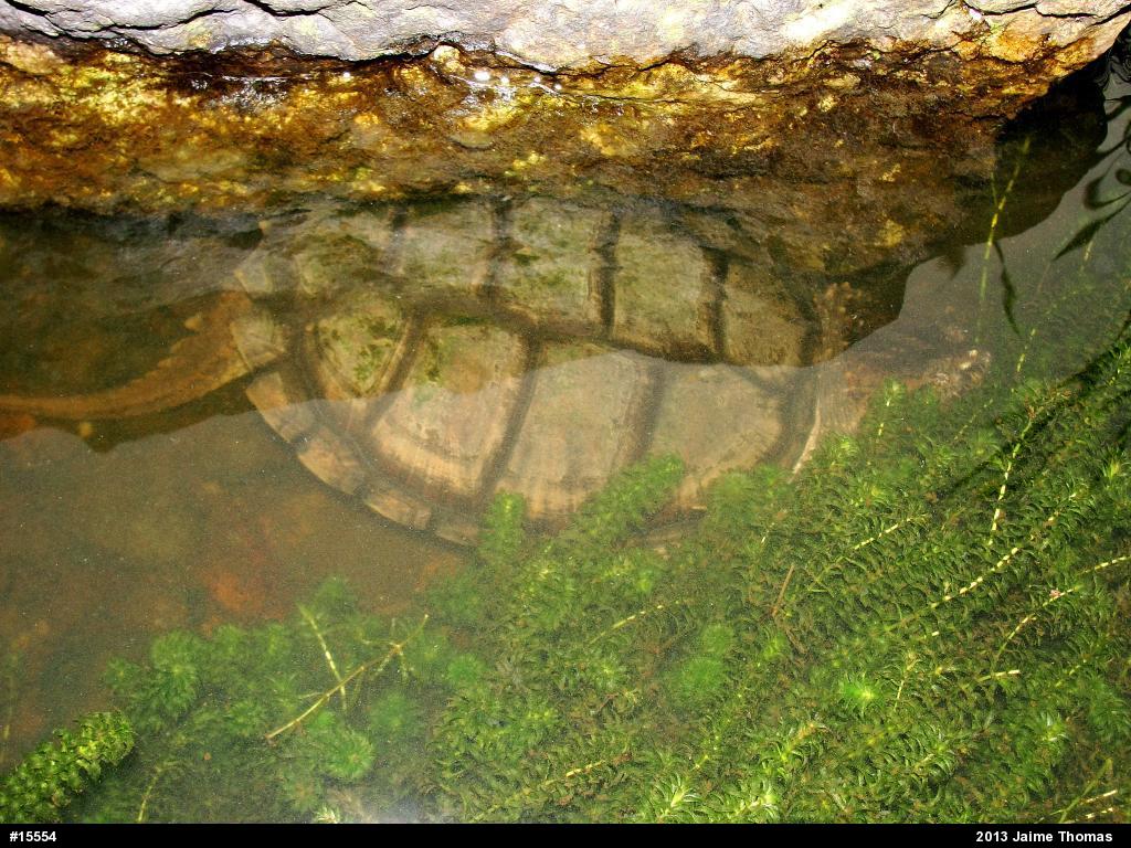 Snapping Turtle