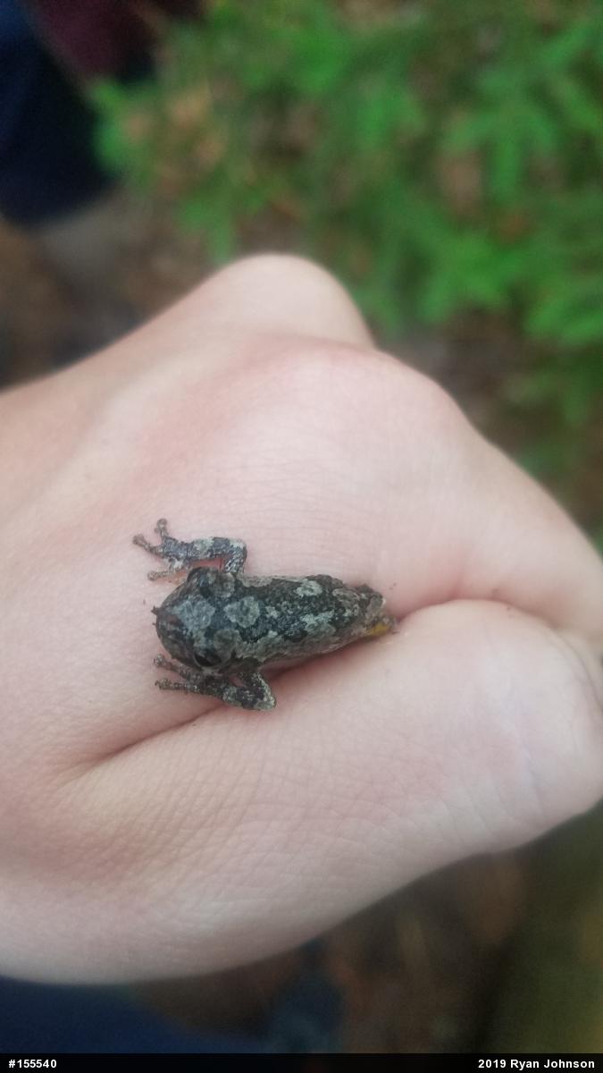 Unknown Gray Treefrog