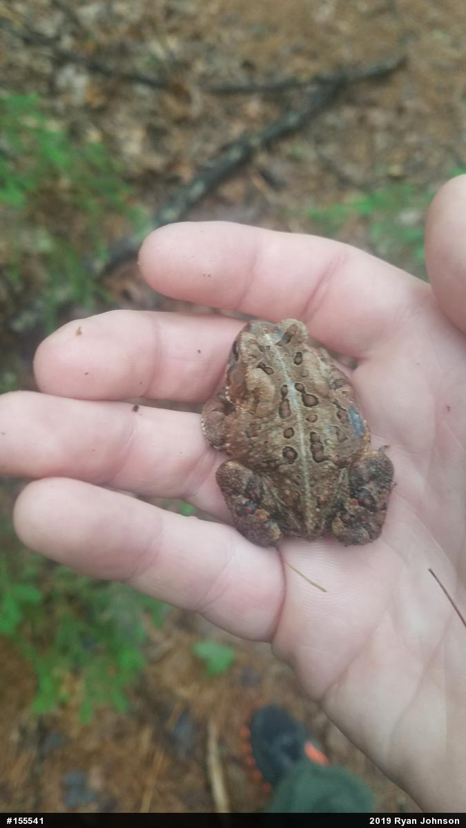 Eastern American Toad