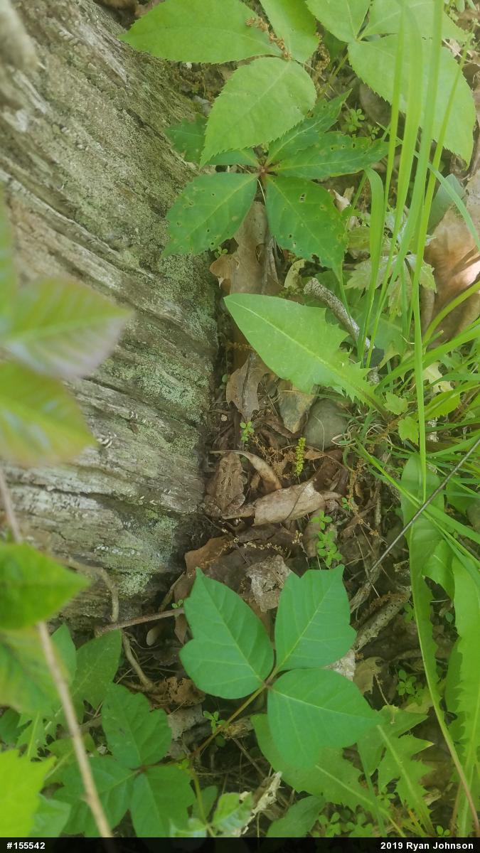 Eastern American Toad
