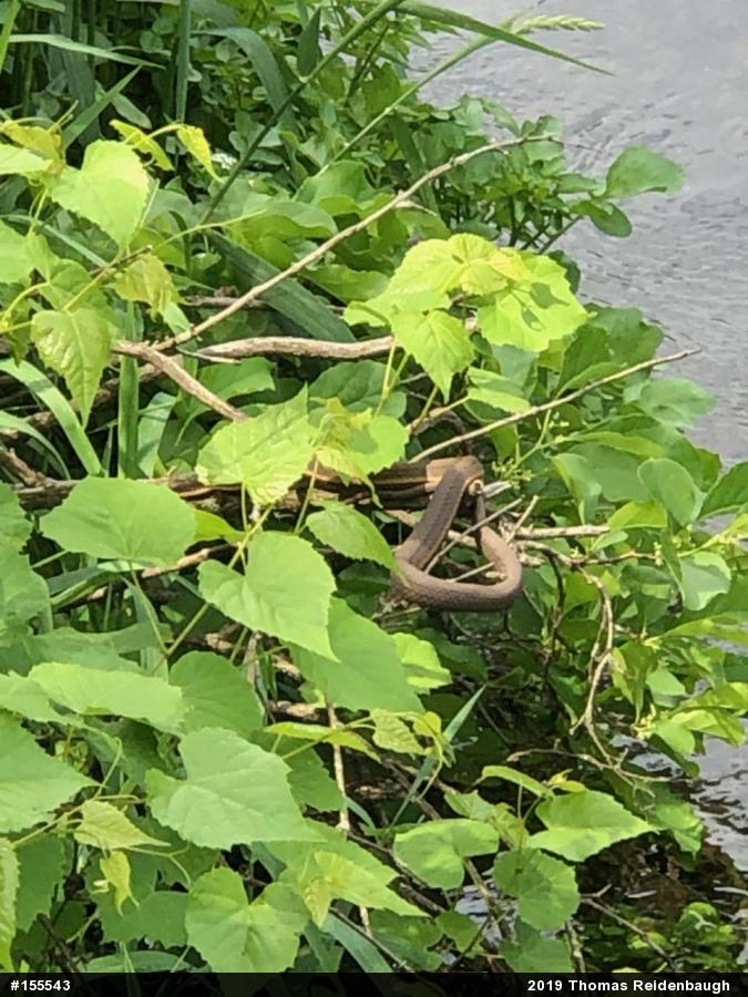 Queensnake