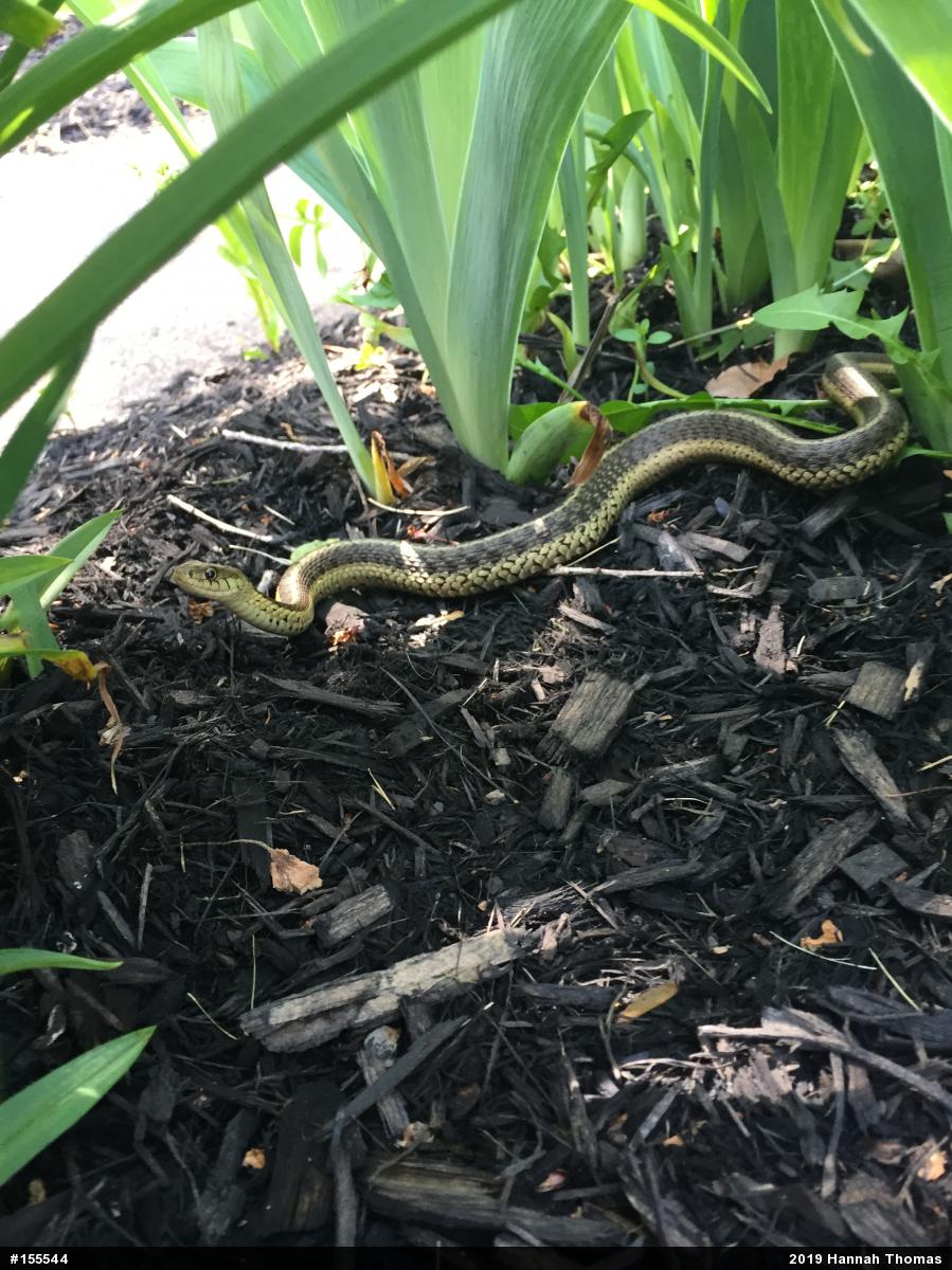 Eastern Gartersnake