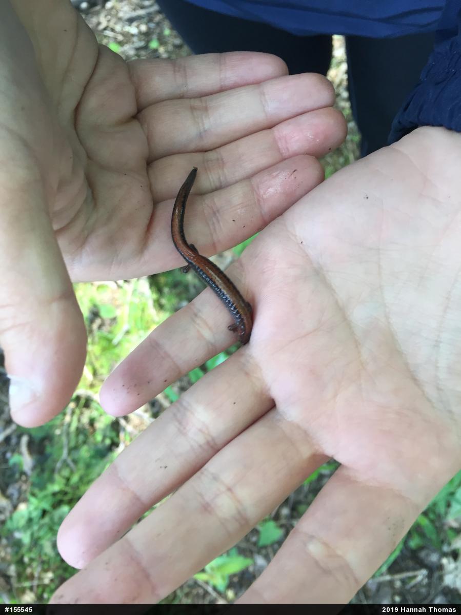 Eastern Red-backed  Salamander