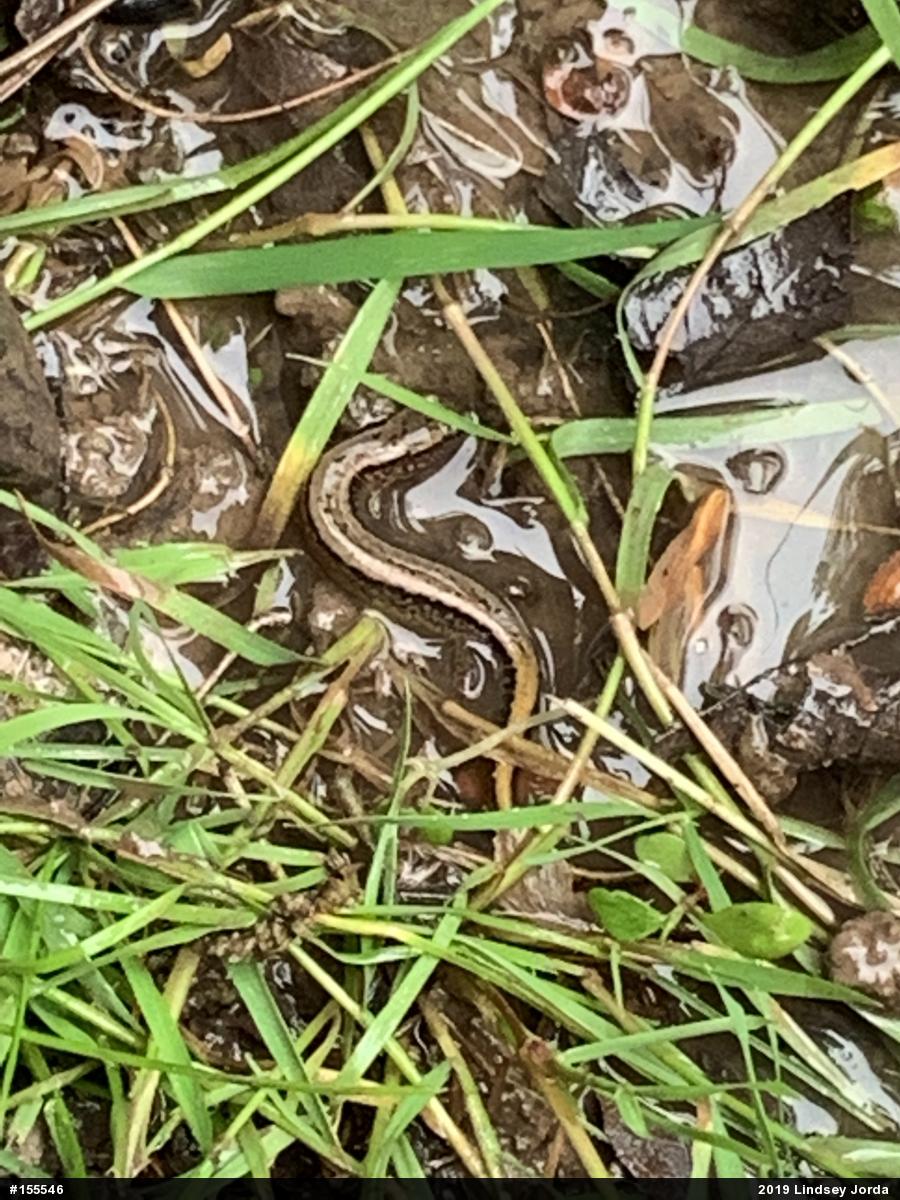 Northern Two-lined Salamander
