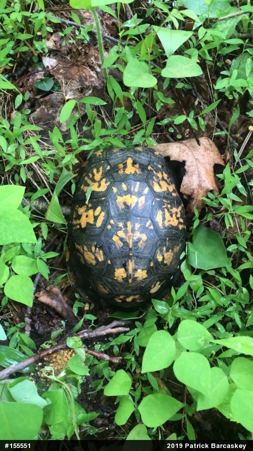 Eastern Box Turtle