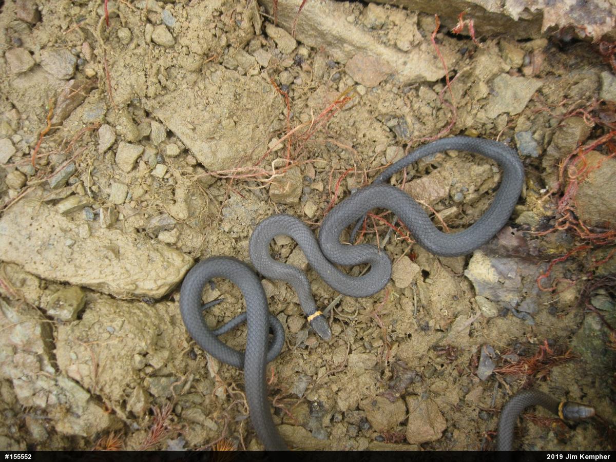 Northern Ring-necked Snake