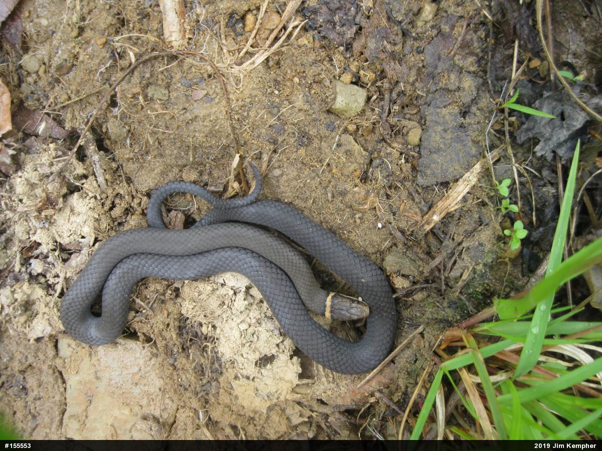 Northern Ring-necked Snake