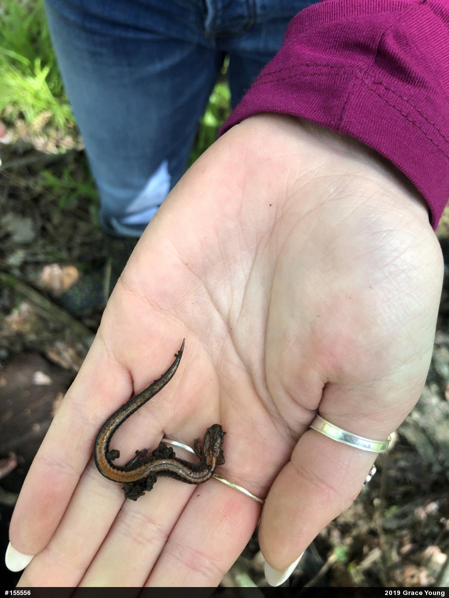 Eastern Red-backed  Salamander