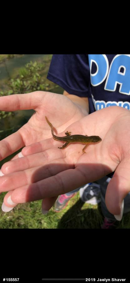 Red-spotted Newt