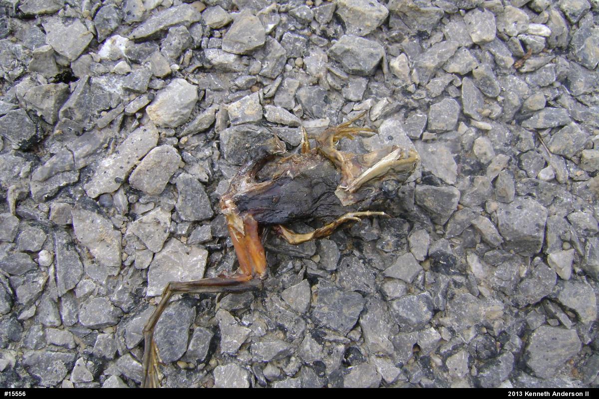 Green Frog