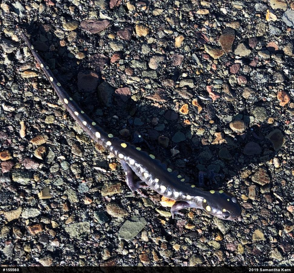 Spotted Salamander
