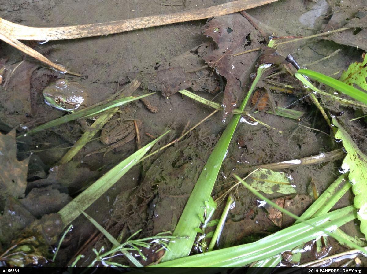 Green Frog
