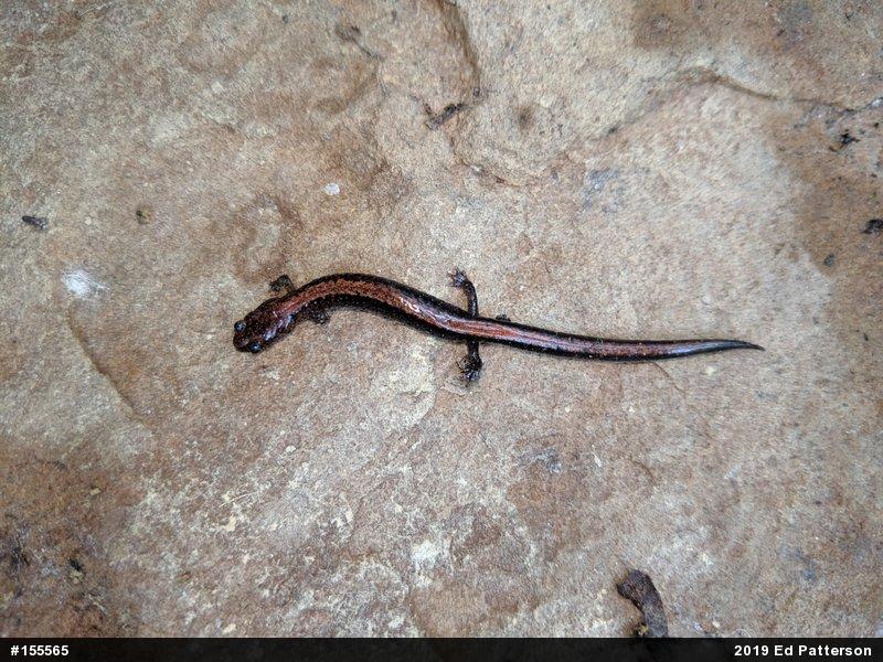 Eastern Red-backed  Salamander