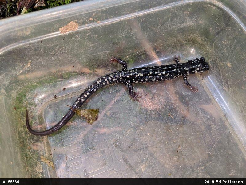 Northern Slimy Salamander