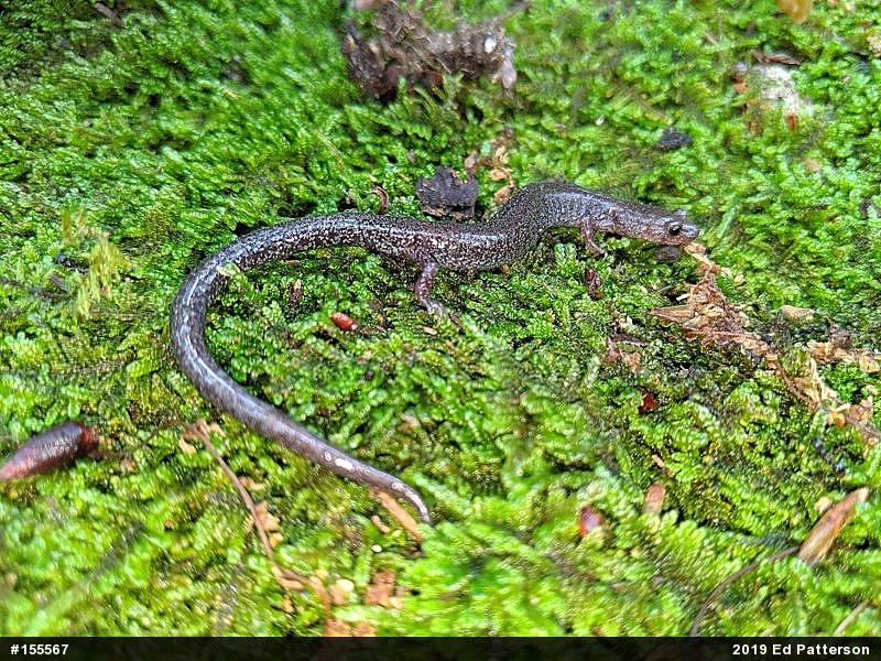 Valley And Ridge Salamander