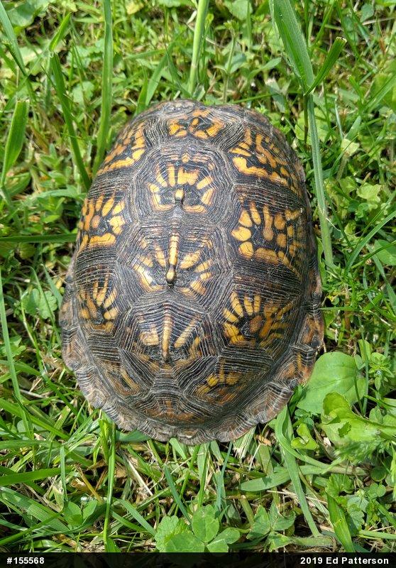 Eastern Box Turtle