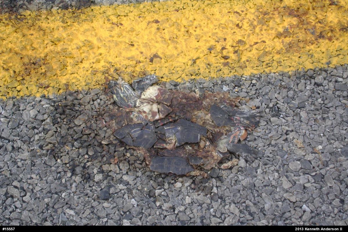 Painted Turtle
