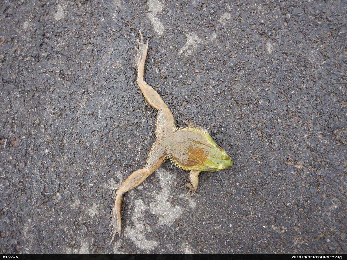 Green Frog