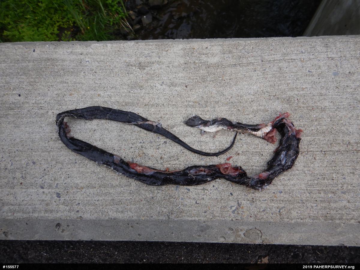 Eastern Ratsnake