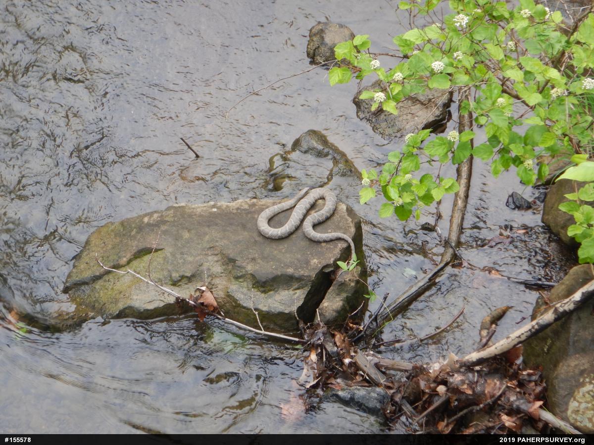 Northern Watersnake