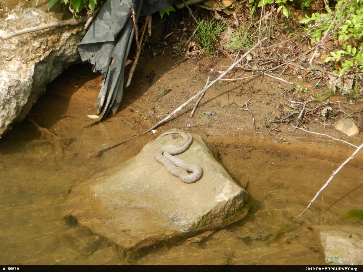 Northern Watersnake
