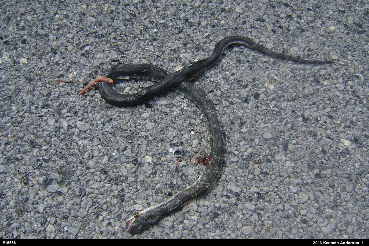 Eastern Ratsnake