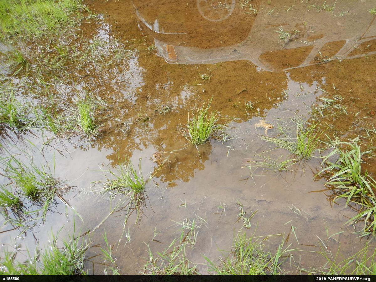 Eastern American Toad