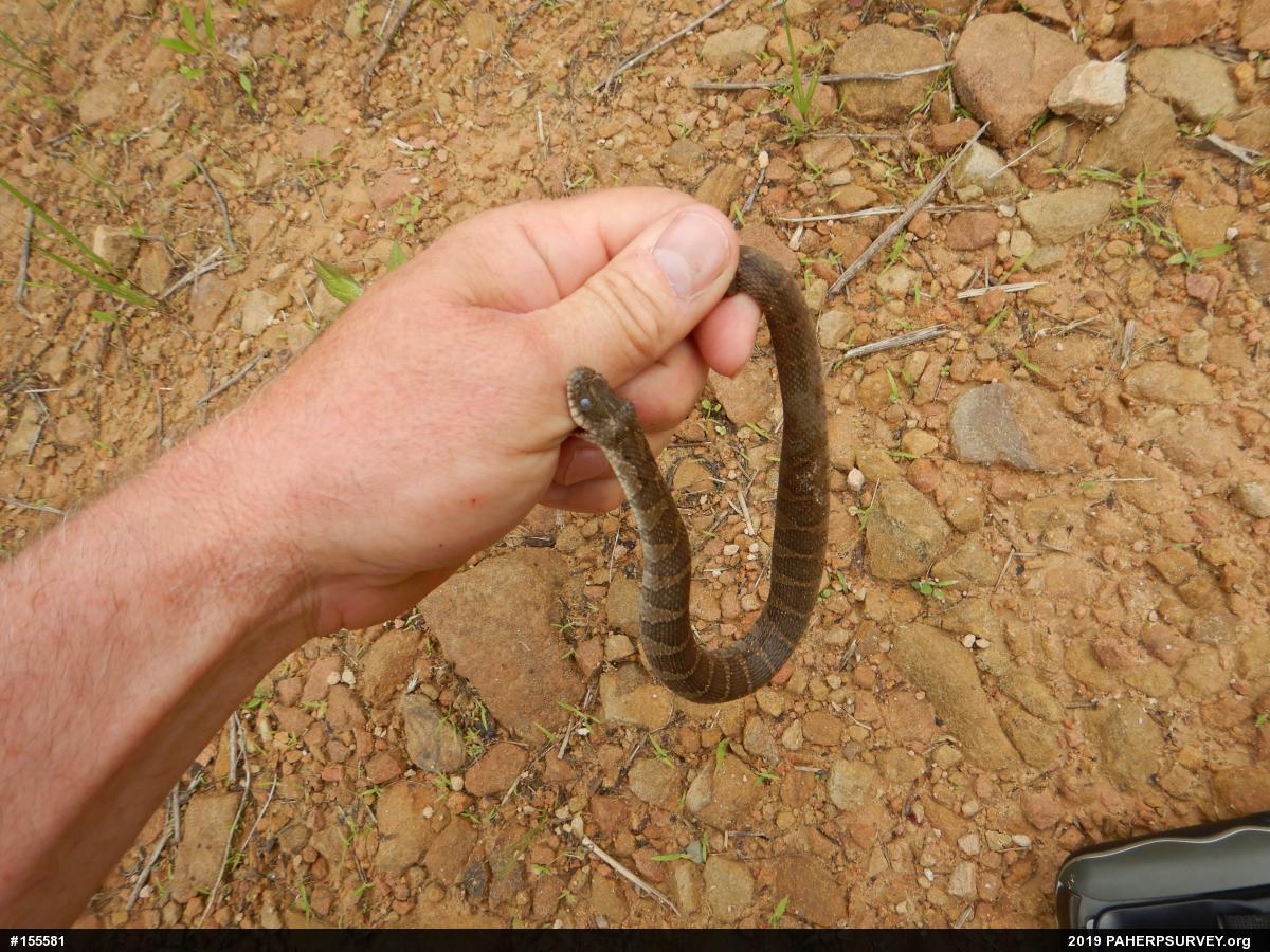 Northern Watersnake