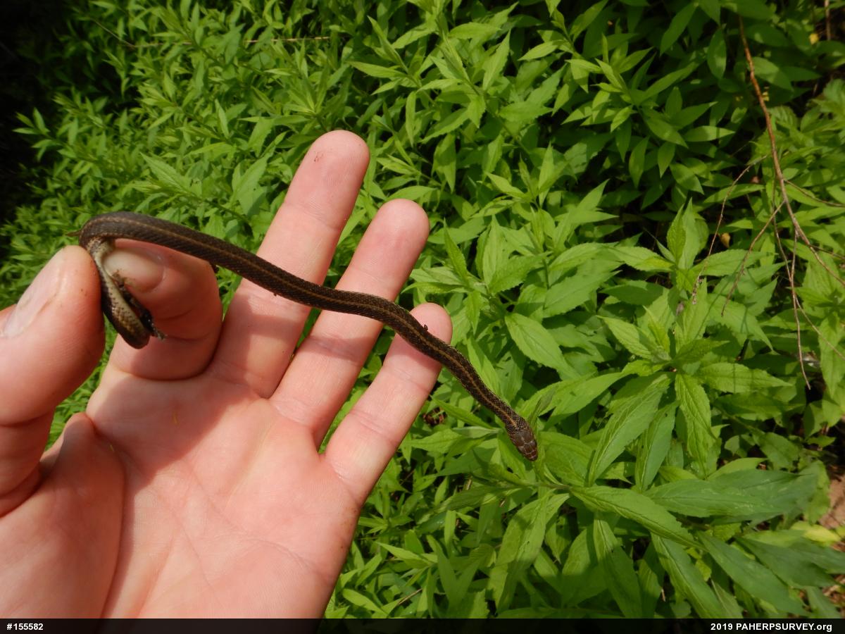 Eastern Gartersnake