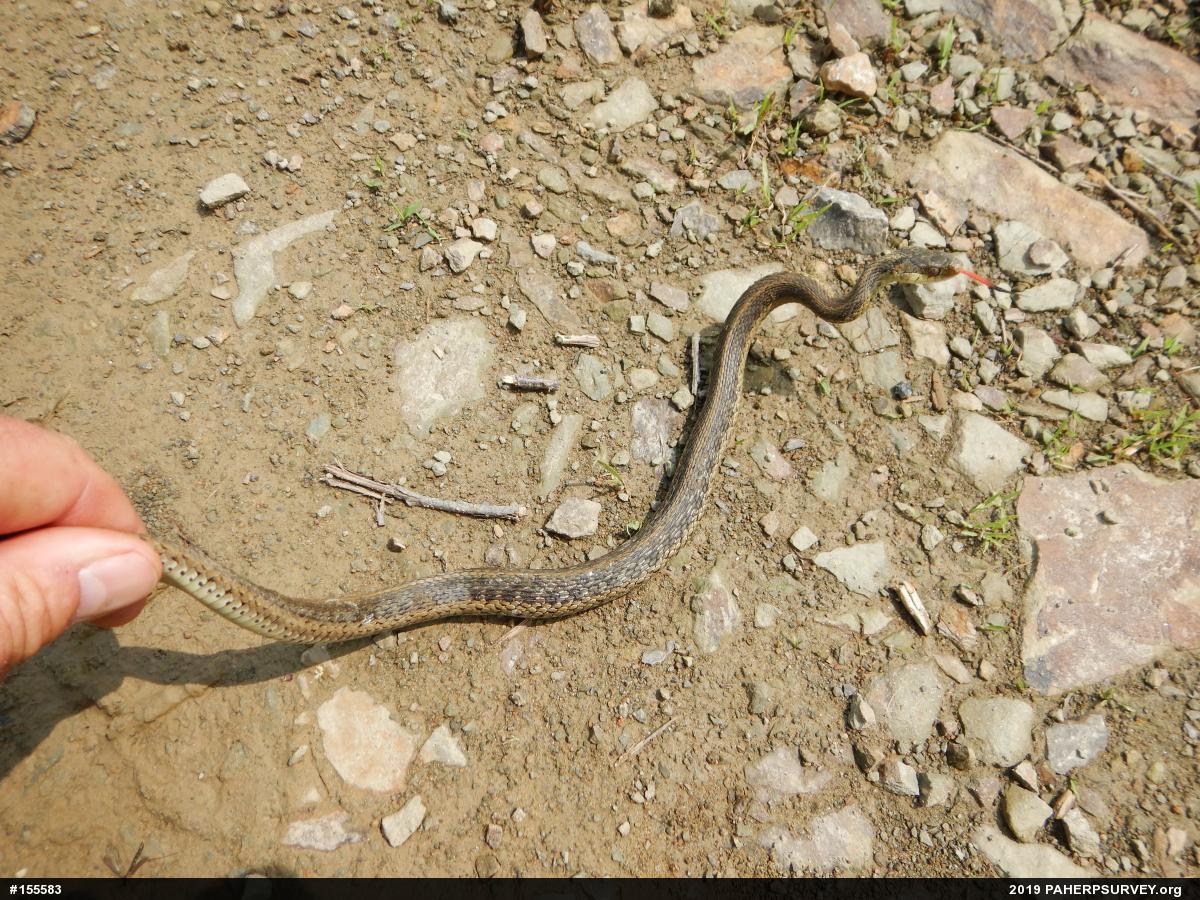 Eastern Gartersnake