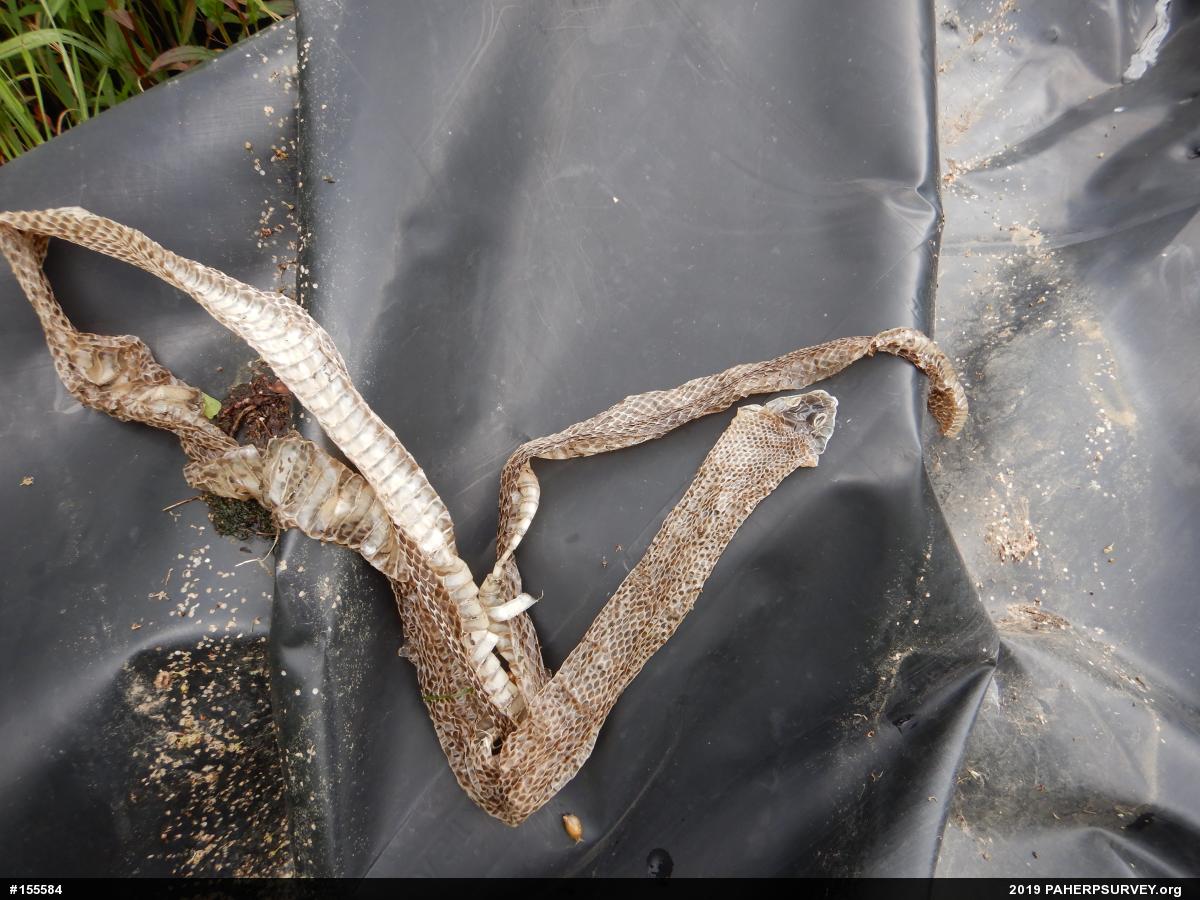 Eastern Ratsnake