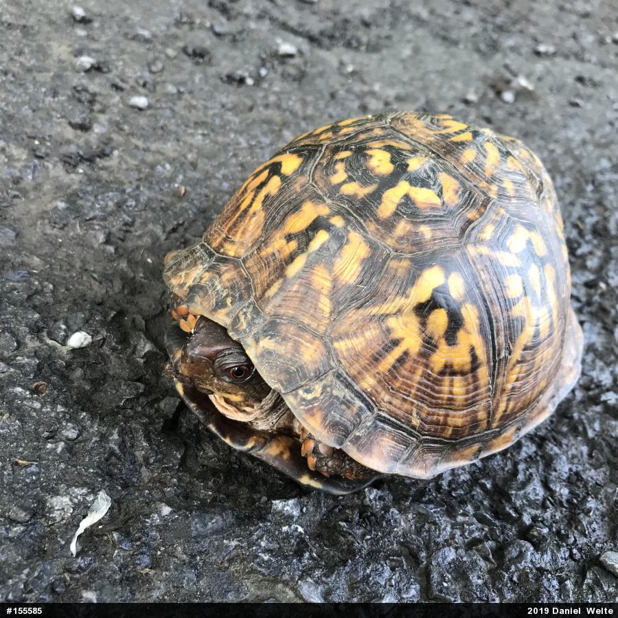 Eastern Box Turtle