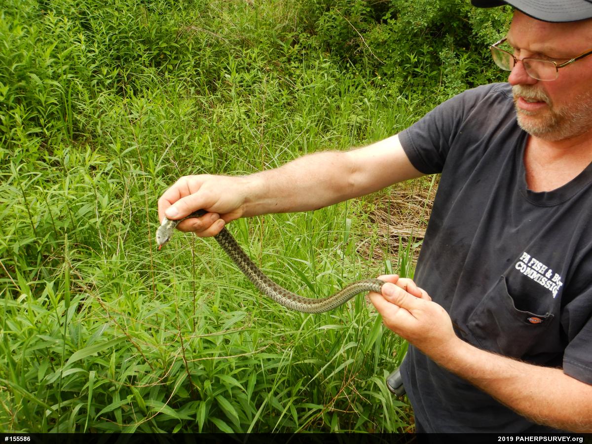 Eastern Gartersnake