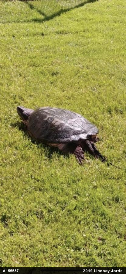 Snapping Turtle