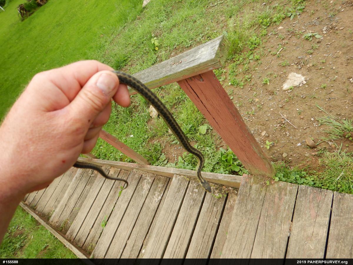 Eastern Gartersnake