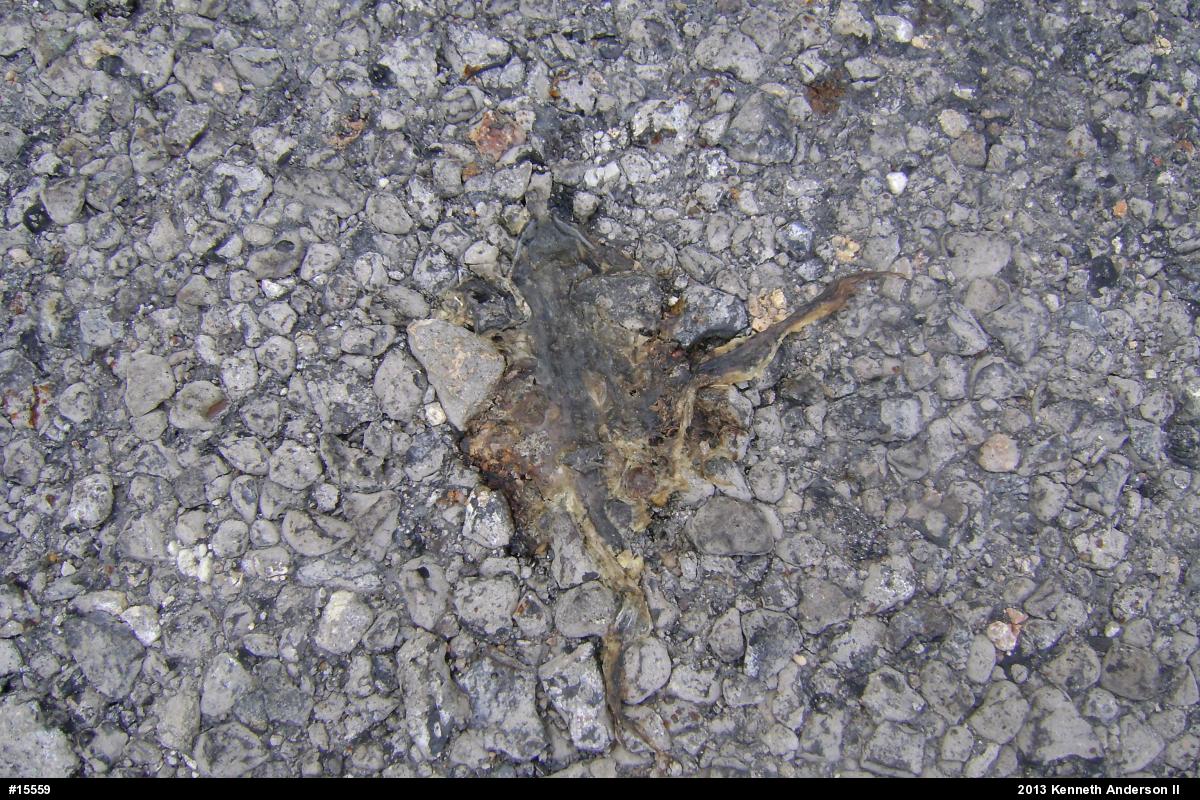 Pickerel Frog