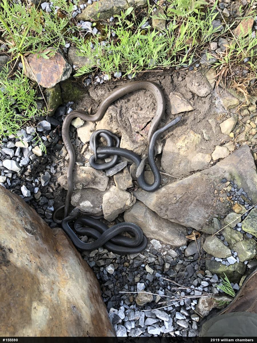 Northern Black Racer